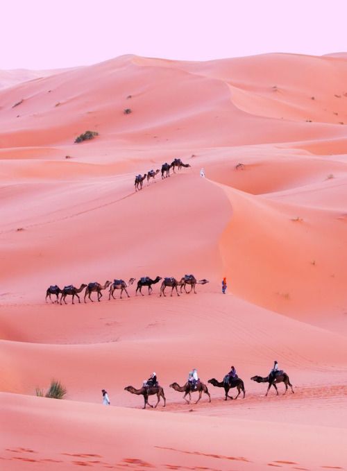 a group of people riding camels across a desert