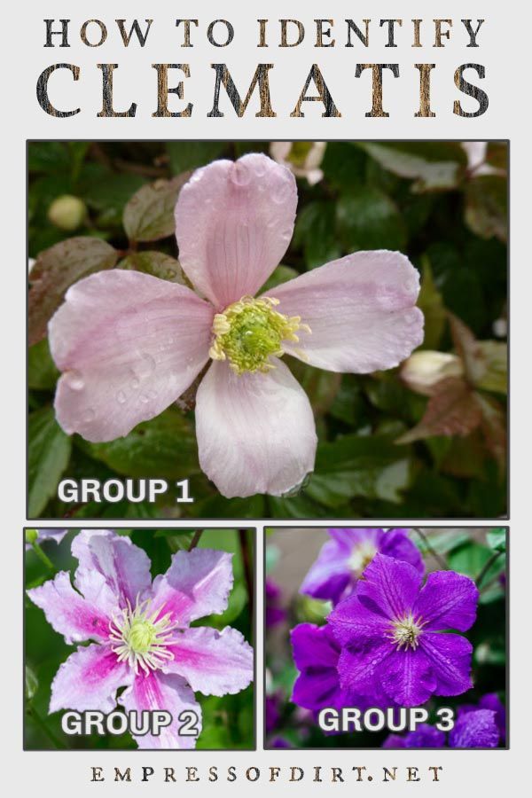 four different types of flowers with the words clematis identification tips group 1 group 2 group 3