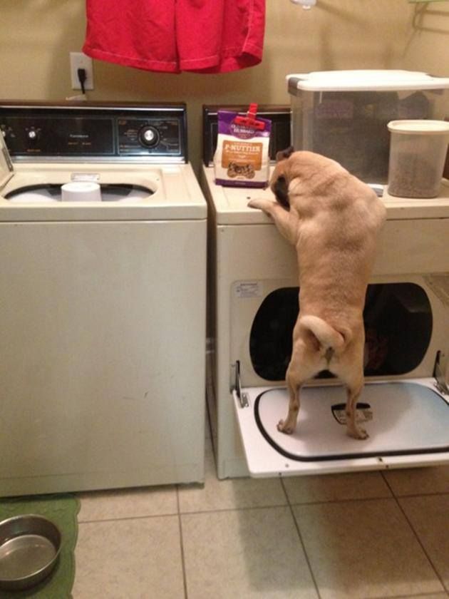 a dog standing on top of a dryer next to a washer and dryer