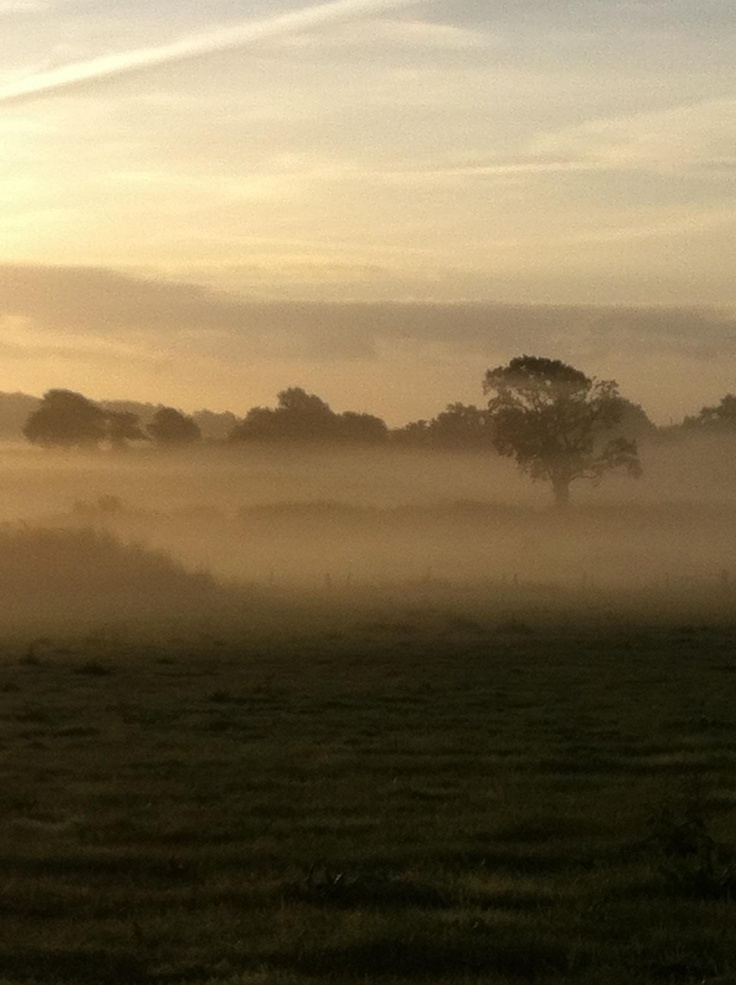 a horse standing in the middle of a field on a foggy day