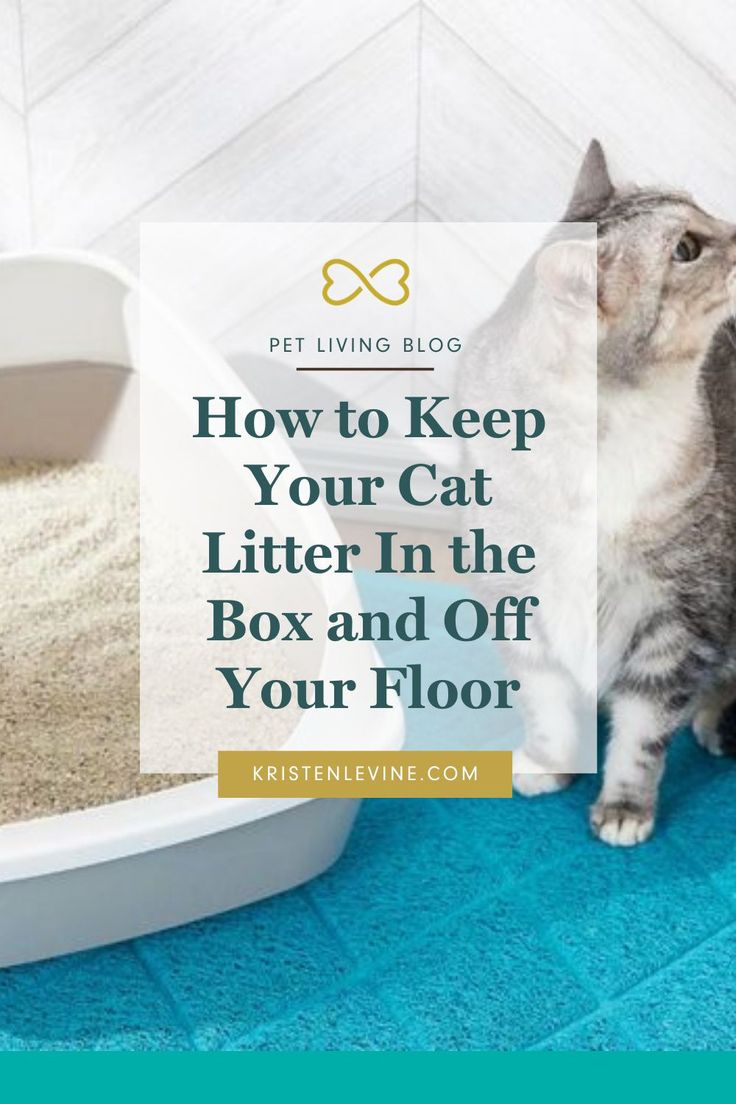 a cat playing with its litter box and the words how to keep your cat litter in the box and off your floor