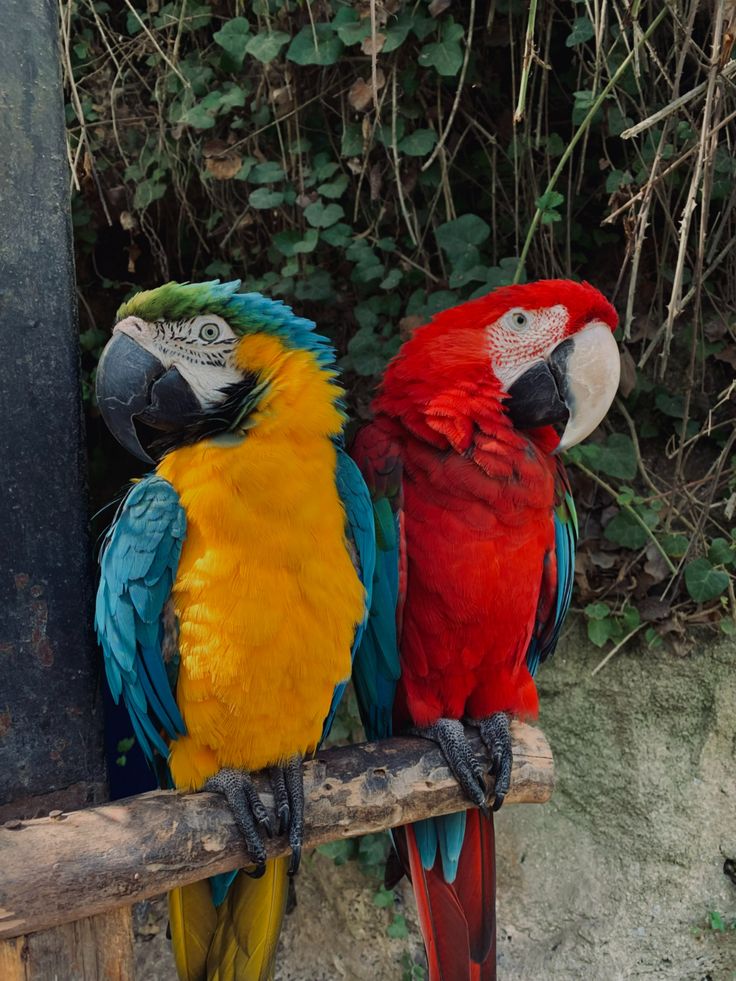 two colorful parrots sitting on top of a wooden perch next to each other in front of some bushes