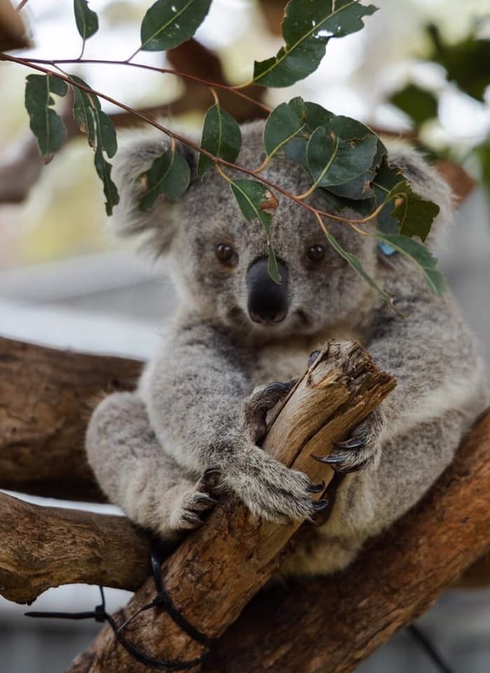 a koala bear sitting on top of a tree branch with leaves in its mouth