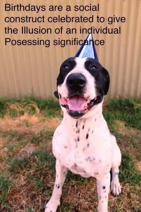 a black and white dog sitting in the grass with a birthday hat on it's head