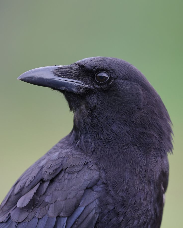 a close up of a black bird with a green background in the backround