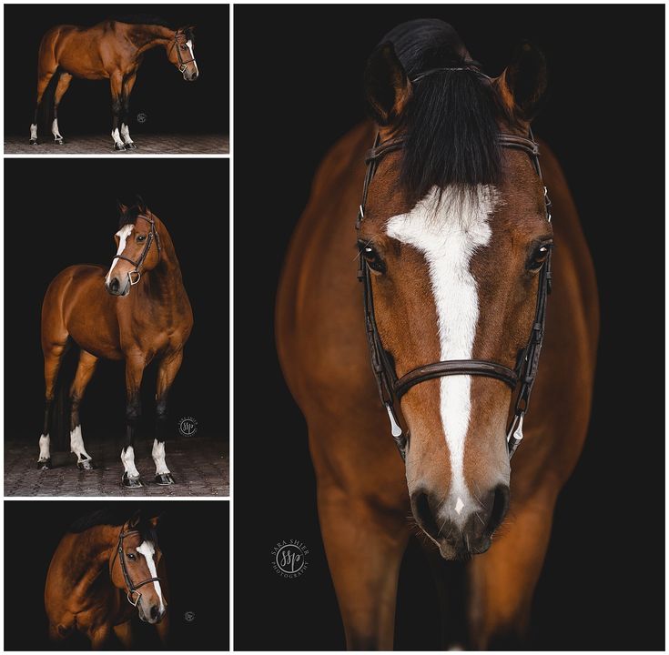 four different pictures of a horse with white and brown markings