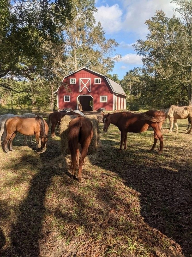 several horses grazing in front of a red barn