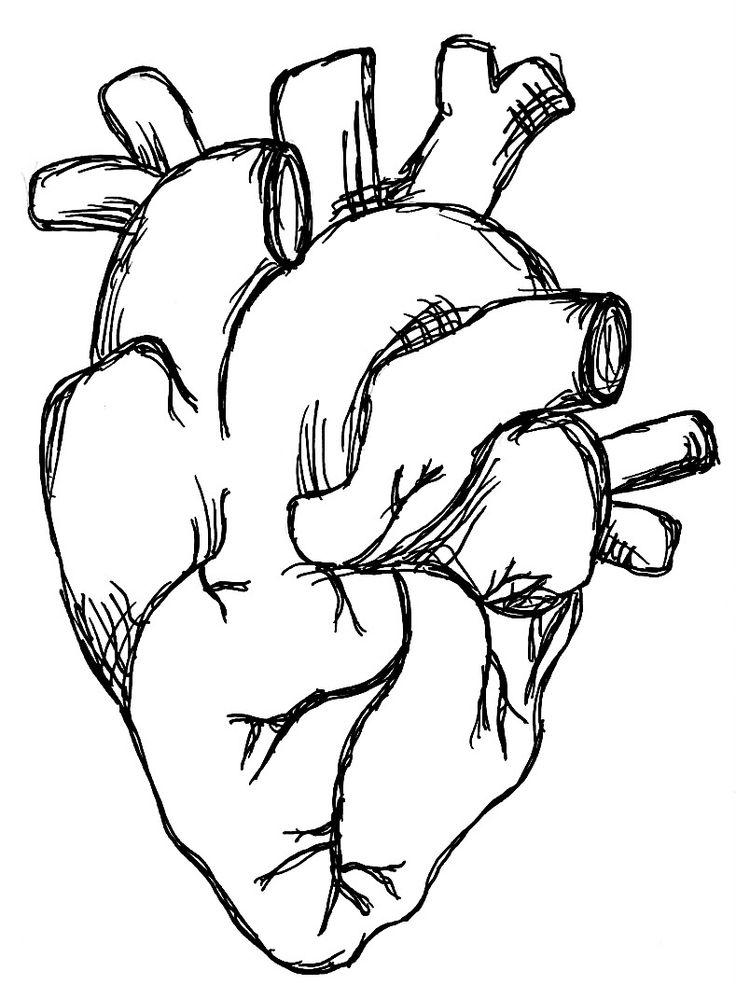 a black and white drawing of a human heart