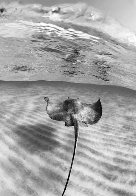 a manta ray swims through the water in this underwater photo taken by an angleer