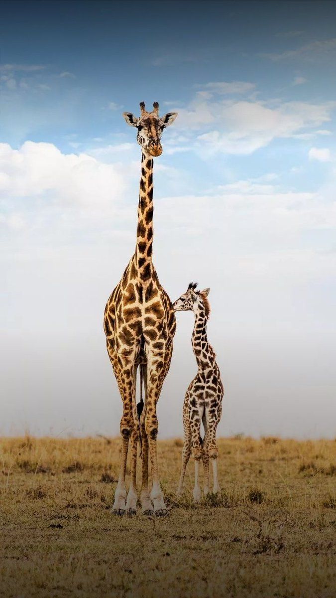 two giraffes standing next to each other on a field