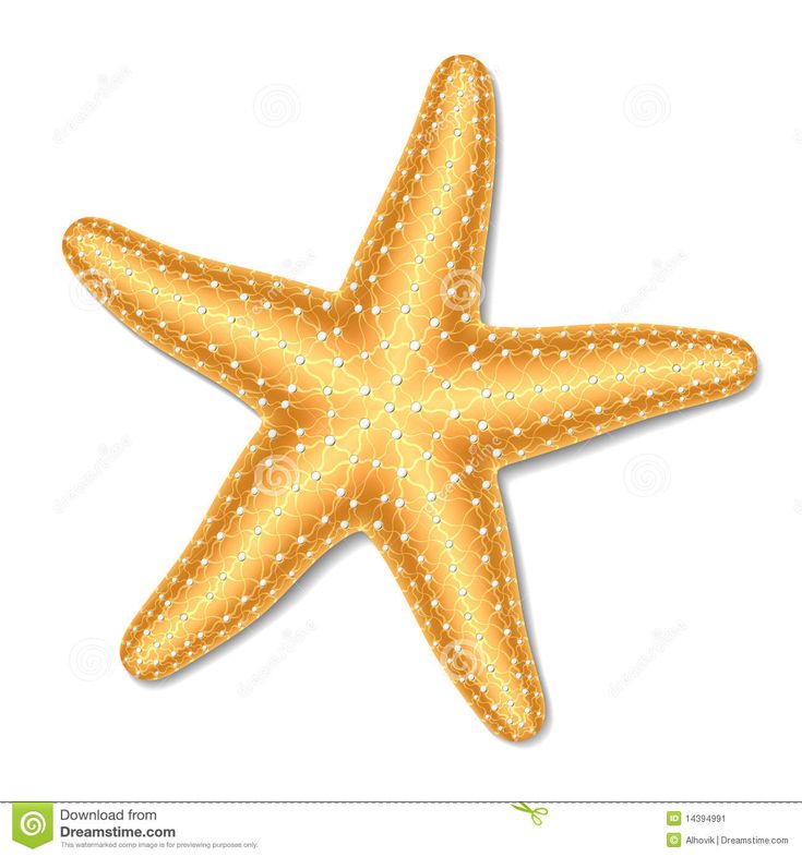 an orange starfish on a white background