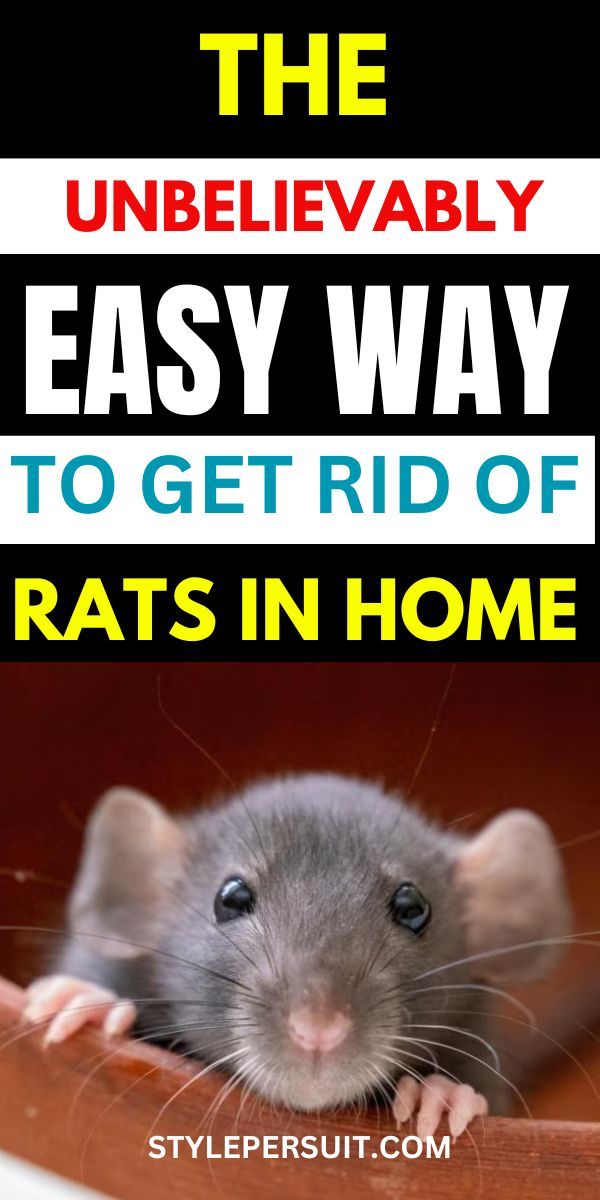 a rat sitting on top of a table with the words, the unbelievablely easy way to get rid of rats in home