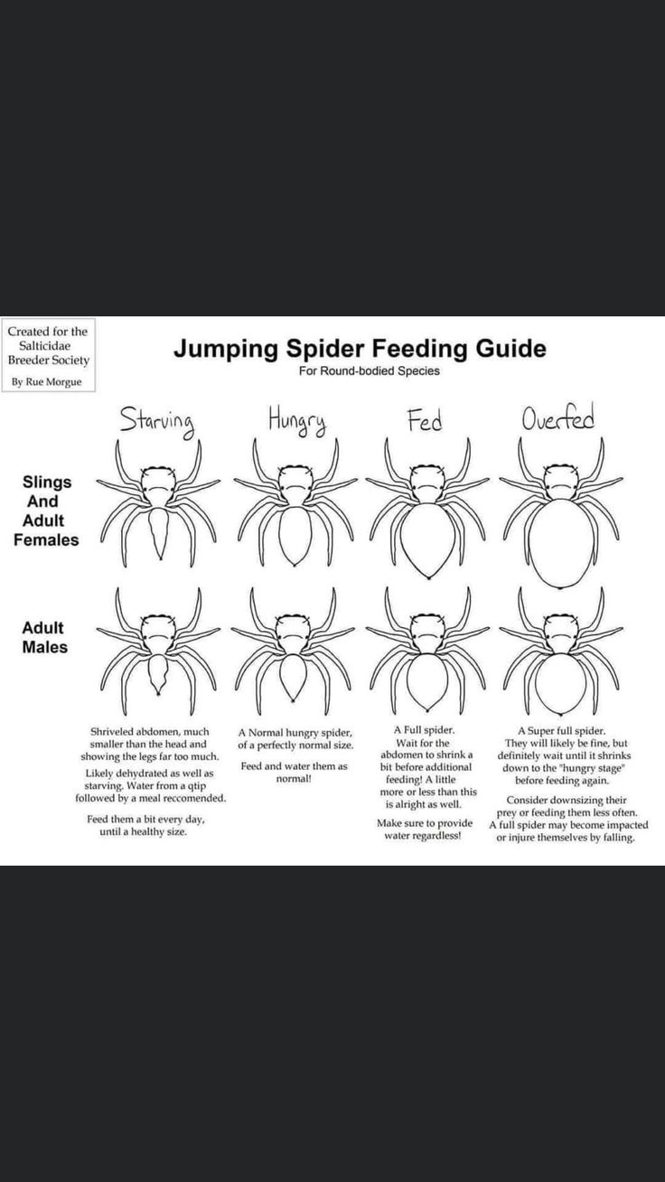 the spider feeding guide is shown in black and white