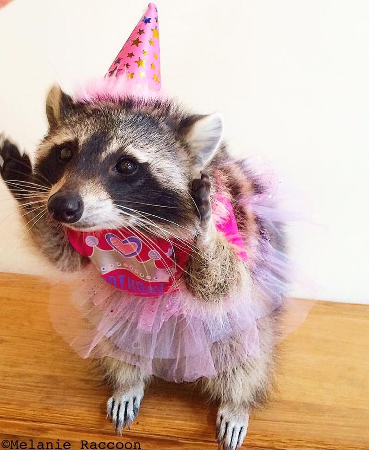 a raccoon wearing a pink birthday hat and tutu is sitting on a table