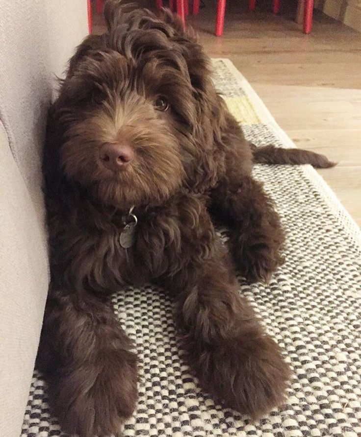 a brown dog laying on top of a rug