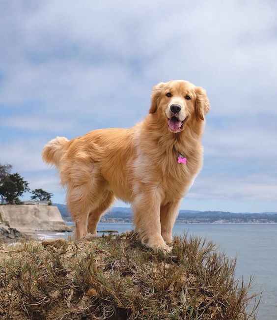 a large brown dog standing on top of a grass covered hill next to the ocean