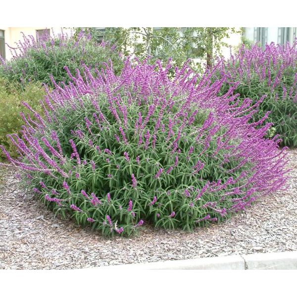 purple flowers are blooming in the middle of a gravel area next to some trees