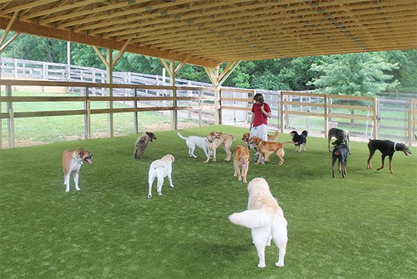 several dogs are standing in the grass near a fence and a woman is looking at them