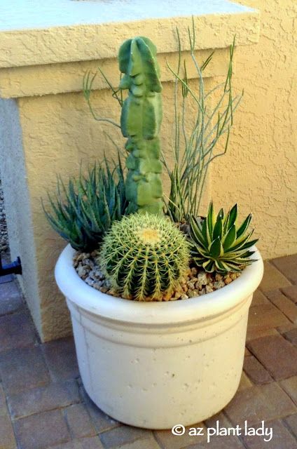 a cactus in a white pot on a patio