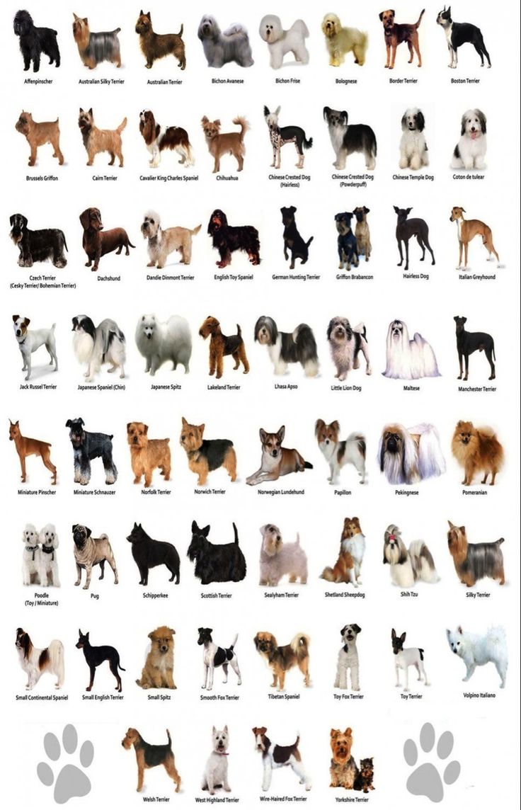 an image of dogs that are all different colors