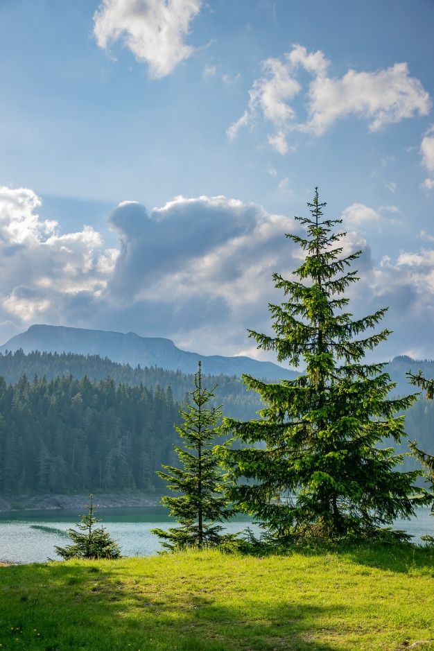 a lone pine tree on the edge of a grassy field with mountains in the background