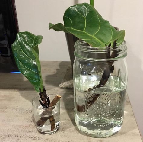 there is a plant in a mason jar next to a glass with water on it