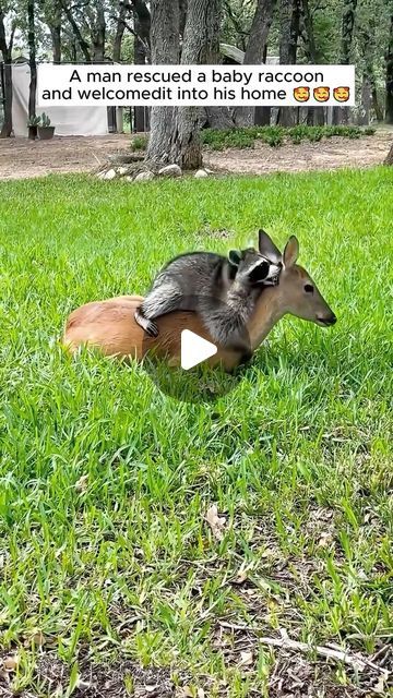 an antelope sitting in the grass next to a sign that says, man rescued a baby raccoon and welcomes into his home