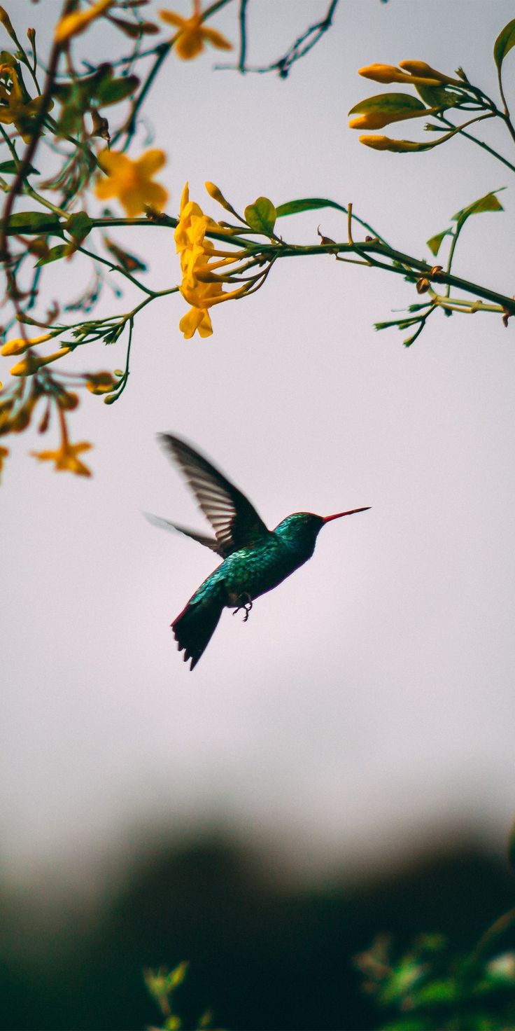 a hummingbird flying past yellow flowers on a tree