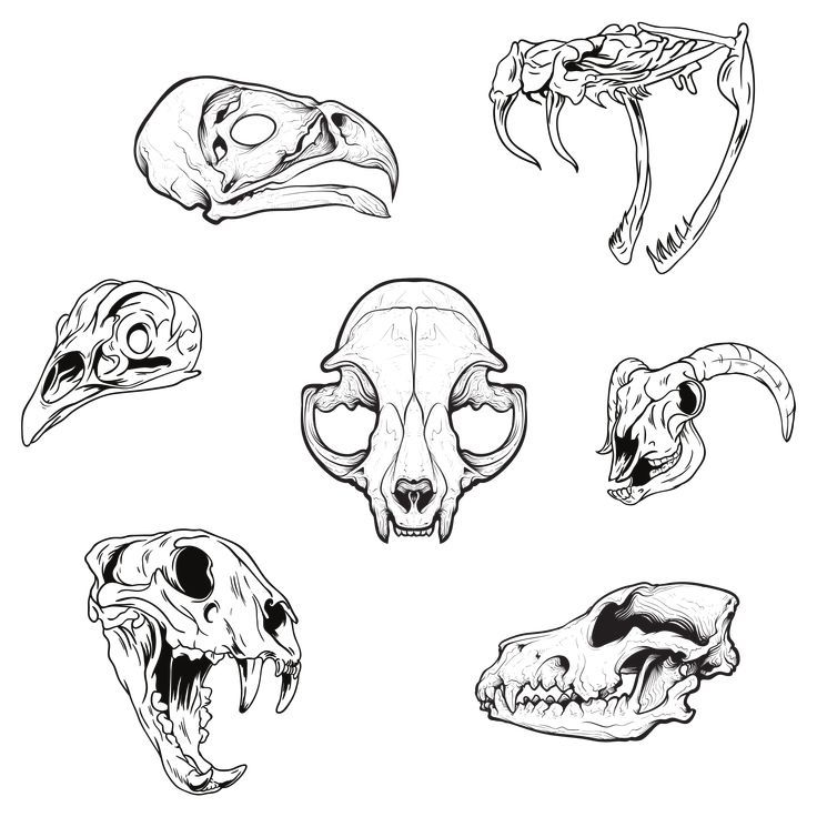 an image of different types of skulls