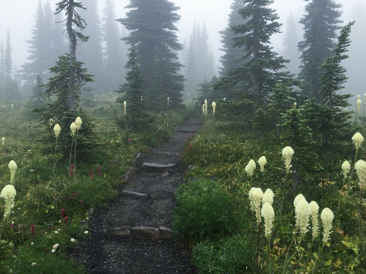 a path in the middle of a forest with white flowers