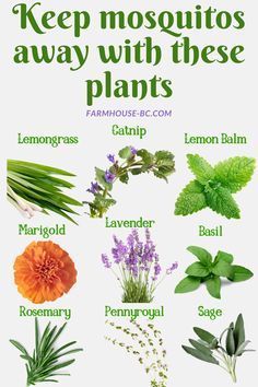 a poster with different types of plants on it