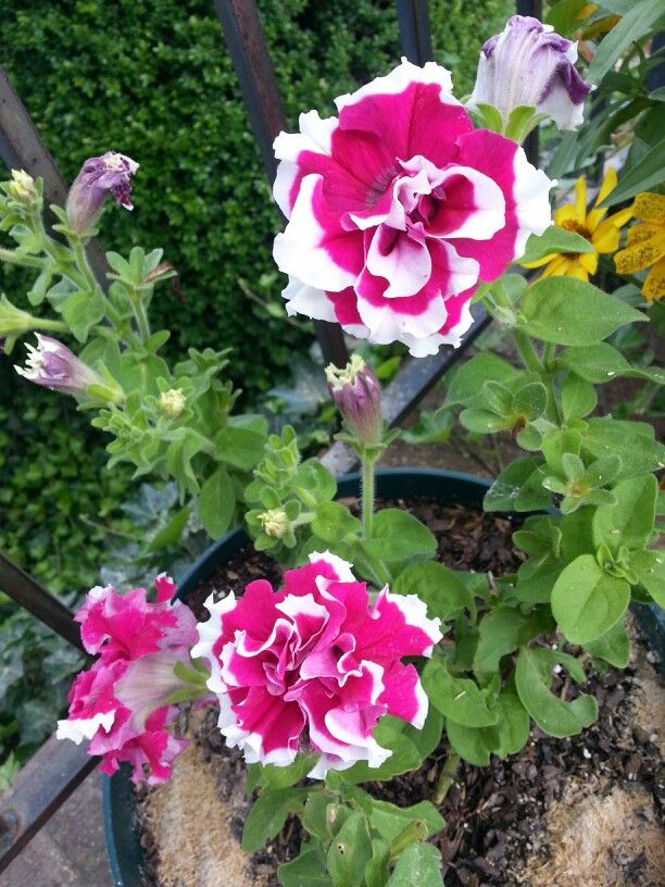 three pink and white flowers in a pot