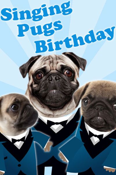 three pugs dressed up in tuxedos for a birthday card with the words singing pugs birthday