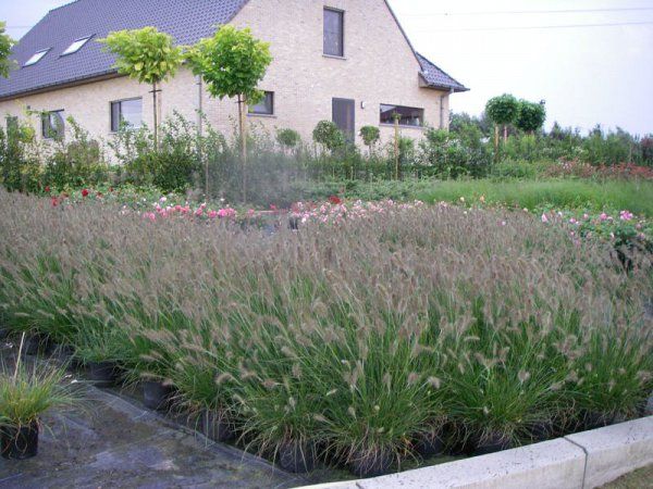 the house is surrounded by tall grass and flowers in front of it, along with other plants