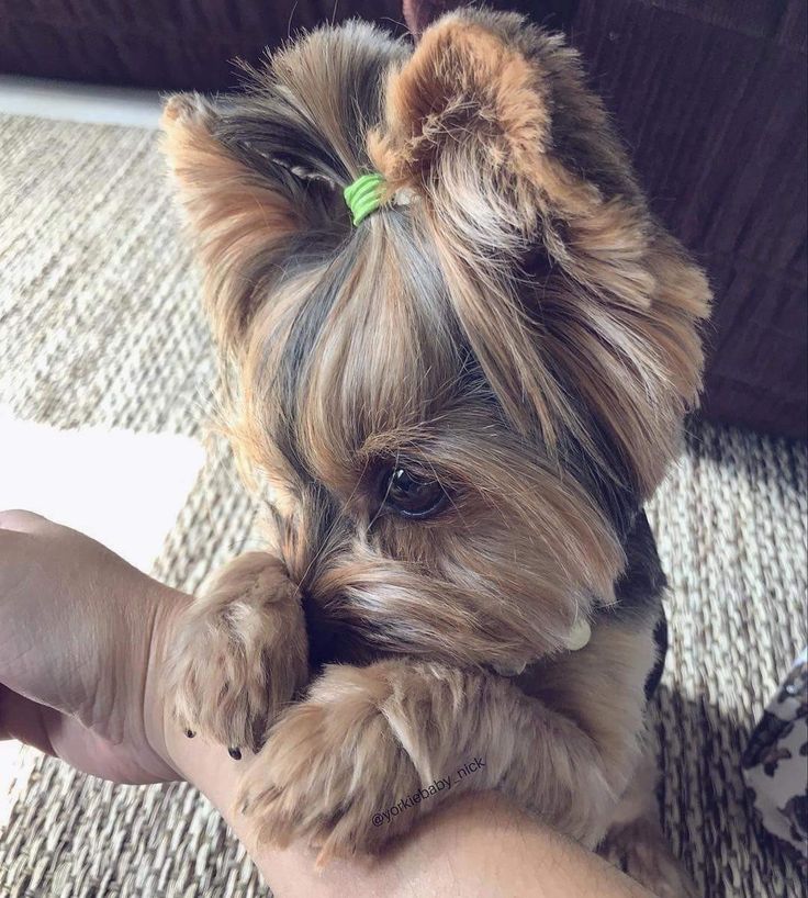 a small dog sitting on top of a person's hand