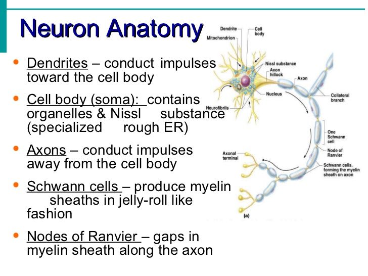 an image of the nervous system and its functions, including nematic systems such as