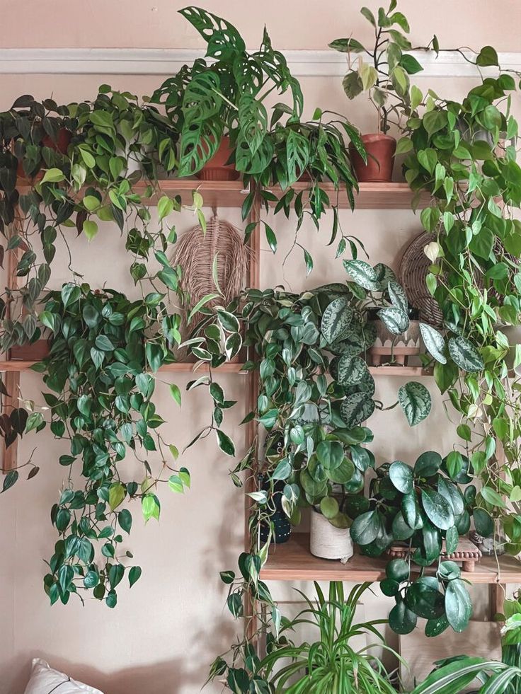 many houseplants are growing on shelves in the living room