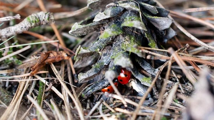 a small red bug crawling on the ground next to a pine cone with moss growing on it