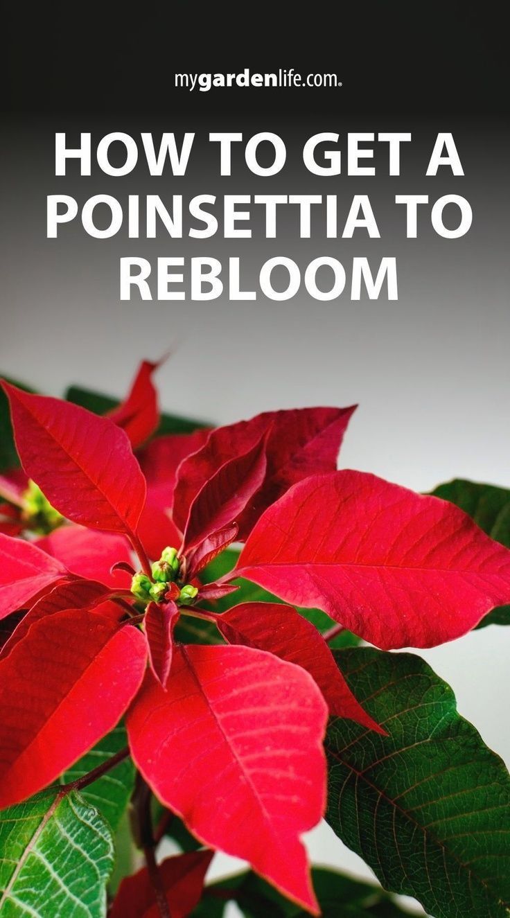 a poinsettia plant with the title how to get a poinsettia to rebloom