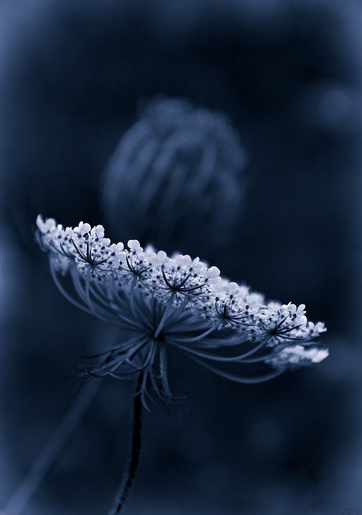 a close up of a flower with arabic writing on it