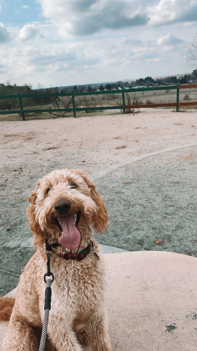 a brown dog sitting on top of a cement slab with its tongue out and it's tongue hanging out