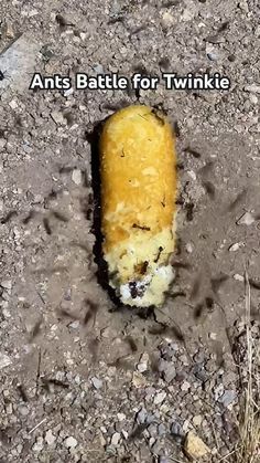 an orange piece of food that is in the dirt with words above it reading ants battle for twinkie