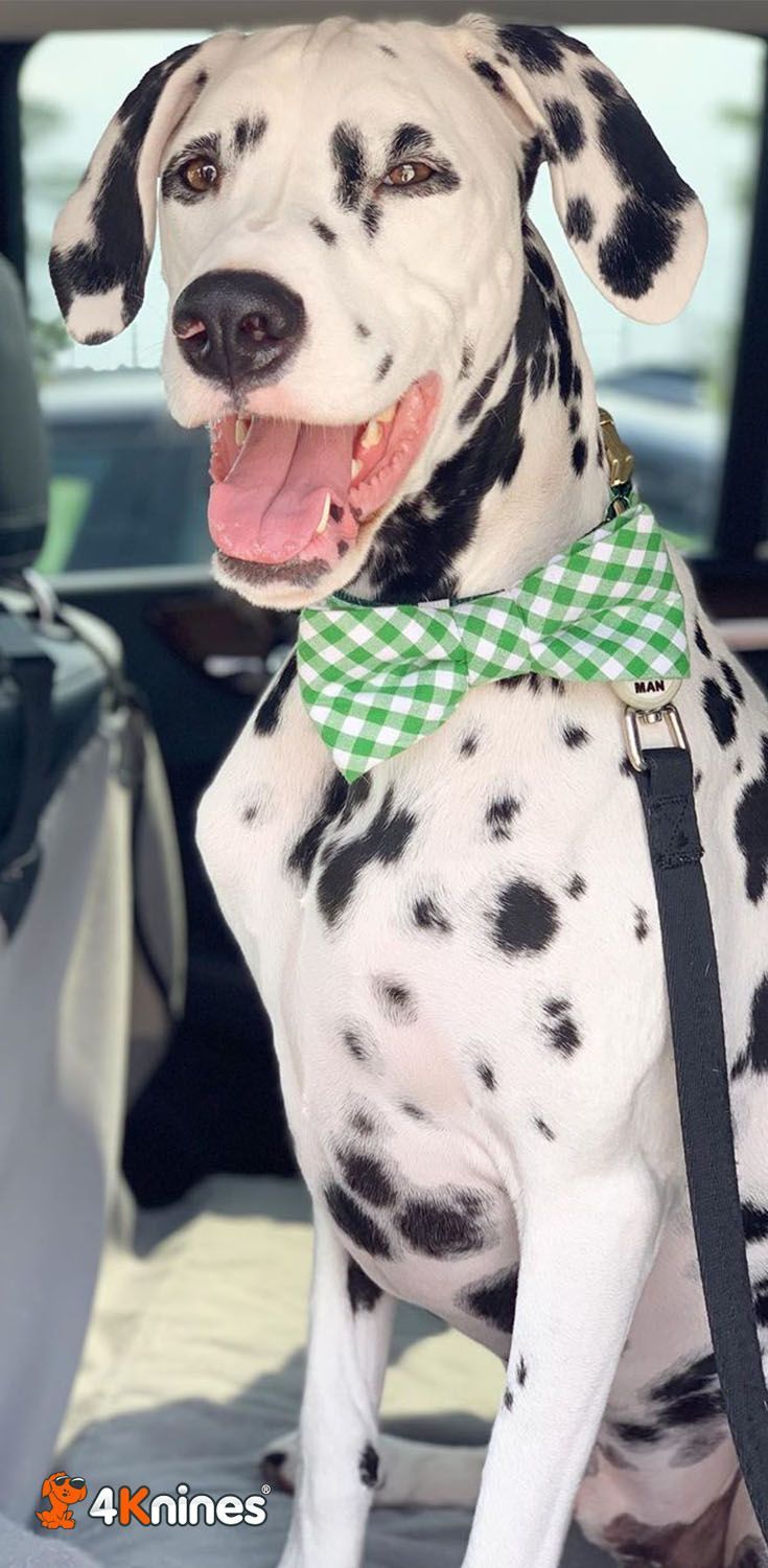 a dalmatian sitting in the back seat of a car wearing a green and white bow tie