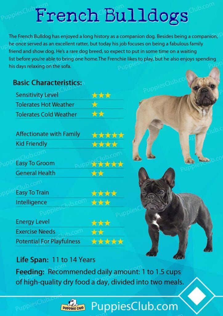 the french bulldog is one of the most popular dog breeds