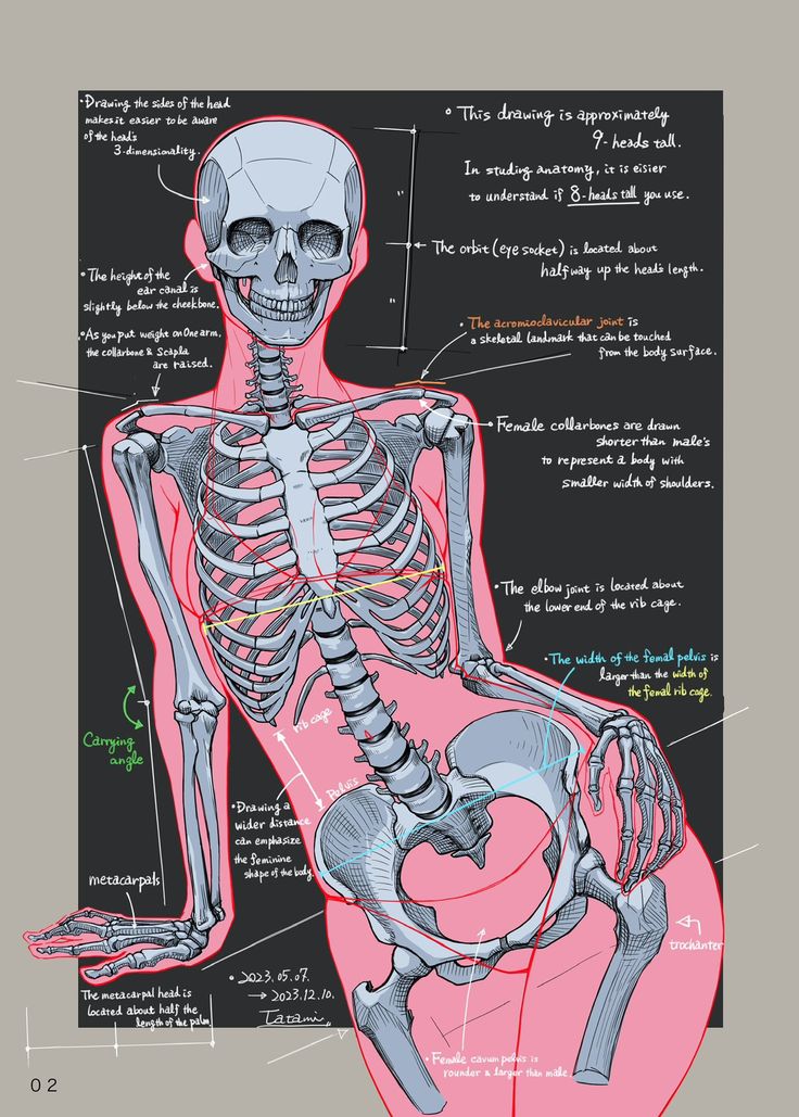 a diagram of the human skeleton and its major skeletal systems on a blackboard background