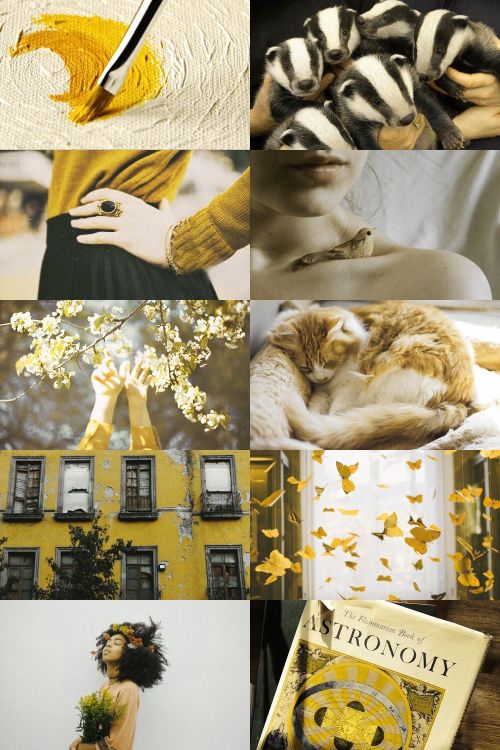 a collage of photos with yellow and black colors, including an orange cat in the middle