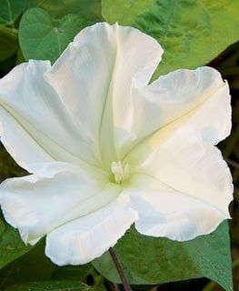 a white flower with green leaves in the background