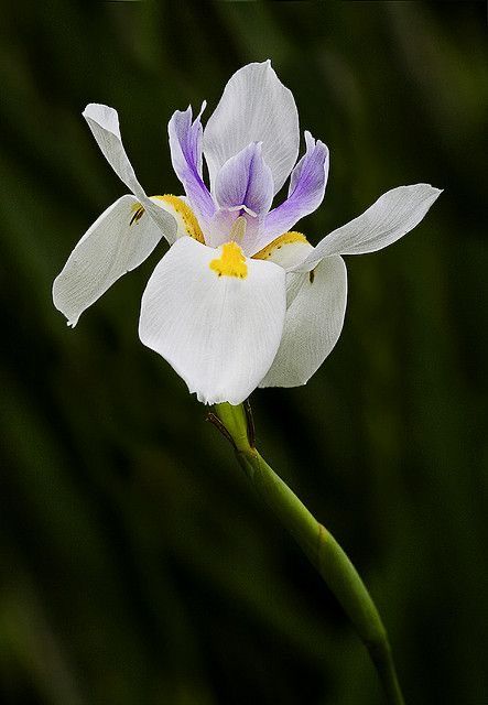 a white and purple flower with green stems