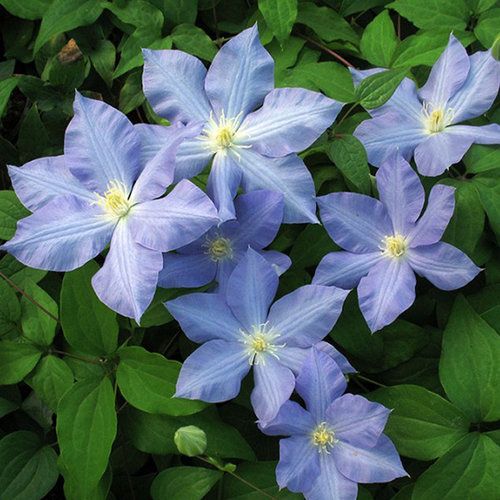 blue flowers with green leaves in the background