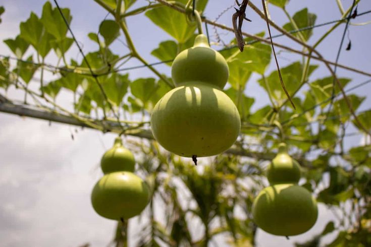 several green apples hanging from a tree in the sun with leaves and sky behind them